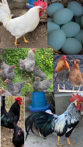 Mix uova amrock araucana - mix,