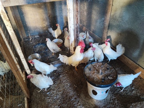 Uova fecondate galline - di,
