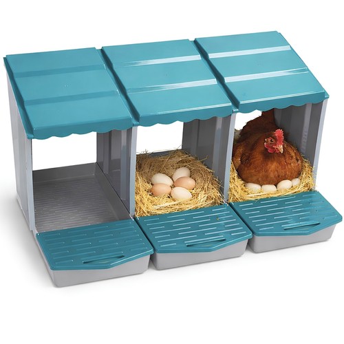 Nido cova uova - galline, 3