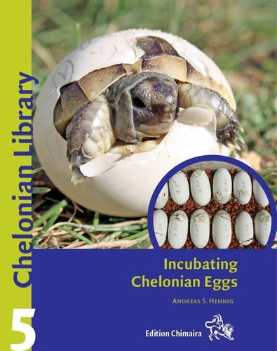 Incubating chelonian eggs - chelonian,