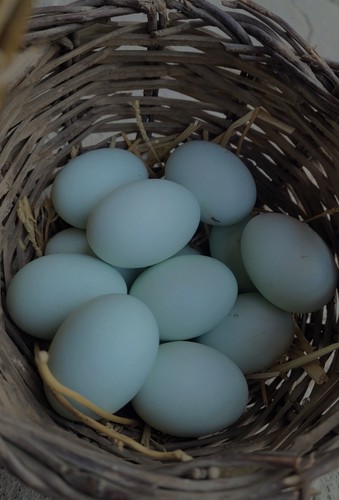 Uova feconde fertili - 10,